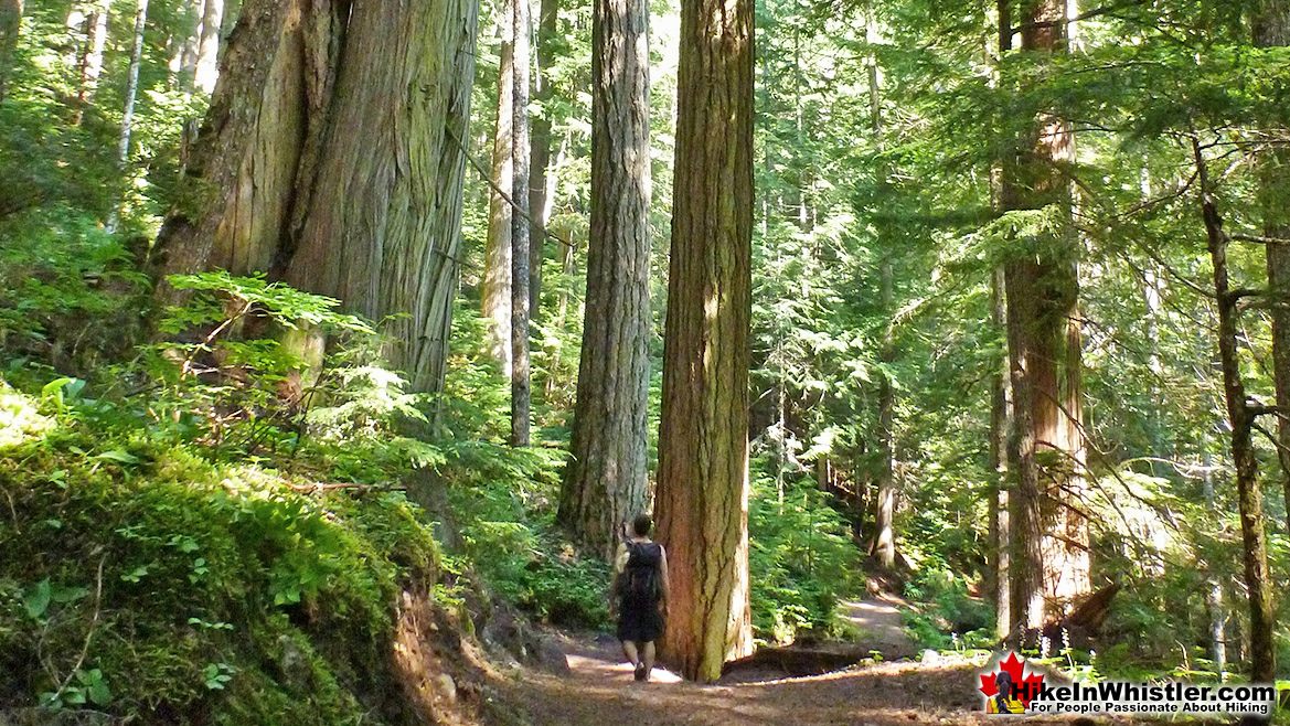 Cheakamus Lake Trail Big Trees